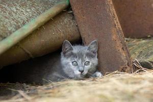 petit chaton moelleux gris mignon à l'extérieur. chaton premiers pas photo