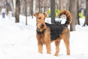 Terrier gallois sur la neige blanche photo