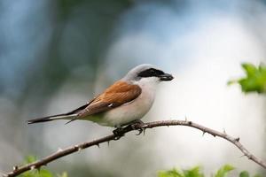 Pie-grièche écorcheur lanius collurio photo