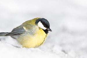 mésange charbonnière gros plan parus major photo