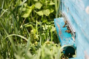 les abeilles s'envolent hors des preuves. les abeilles récoltent le nectar photo