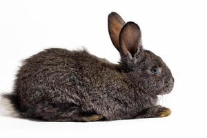 petit lapin gris moelleux isolé sur fond blanc, lapin de pâques. lièvre pour Pâques gros plan sur fond blanc. photo