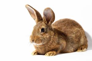 petit lapin rouge moelleux isolé sur fond blanc. lièvre pour Pâques en gros plan. photo