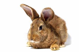 petit lapin rouge moelleux isolé sur fond blanc. lièvre pour Pâques en gros plan. photo