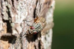 mouche domestique, mouche, mouche domestique sur feuille. photo