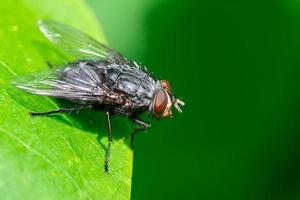 mouche domestique, voler, mouche domestique sur feuille photo