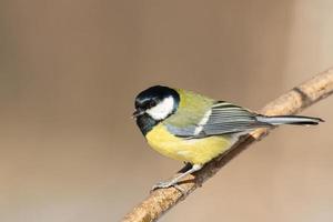 mésange charbonnière gros plan parus major photo