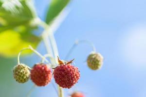 plante de fraise. buissons de fraises sauvages. fraises en croissance au jardin. baies mûres et fraise feuillage photo