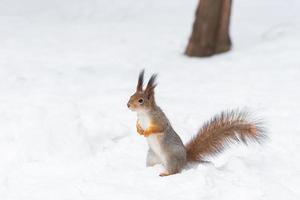 écureuil roux assis sur une branche d'arbre dans la forêt d'hiver et grignotant des graines sur fond d'arbres couverts de neige. photo