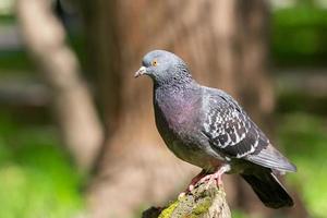 bel oiseau pigeon debout sur l'herbe. photo