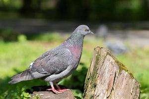 bel oiseau pigeon debout sur l'herbe. photo