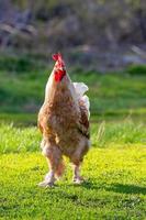 beau coq debout sur l'herbe en arrière-plan vert nature floue. coq va chanter. photo