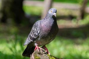 bel oiseau pigeon debout sur l'herbe.