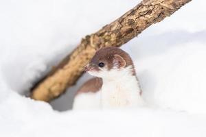 La belette minette Mustela nivalis en mars enneigé photo