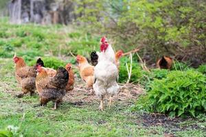 coq et poules. coq et poules en plein air photo