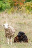 mouton et agneau sur l'herbe verte. photo