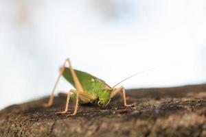 sauterelle dans l'herbe - vue rapprochée... photo