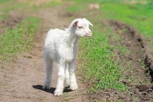 petite chèvre dans un champ de blé photo