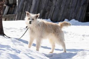 un portrait de grands taras de chiens de berger errants de race mixte sur le côté sur un fond blanc d'hiver. espace de copie. les yeux du chien cherchent son maître. photo