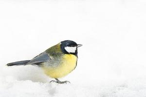 mésange charbonnière gros plan parus major photo