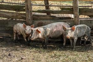 élevage porcin élevage et élevage de porcs domestiques photo
