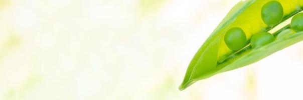 macro de pois en croissance sur le terrain, pois verts frais mûrs dans une ferme biologique, pois verts suspendus dans une plante photo