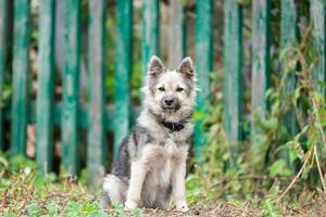 le chien est assis à la clôture photo