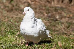 bel oiseau pigeon debout sur l'herbe.. photo