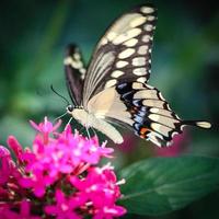 Papilio cresphontes géant de machaon photo