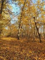 arbres forestiers en automne, feuilles mortes. beau fond d'automne. photo