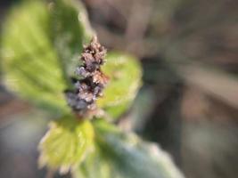 le givre du matin enveloppait les plantes d'automne dans le jardin photo