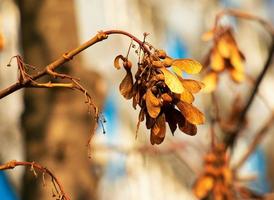 graines d'érable sèches accrochées à une branche en automne photo