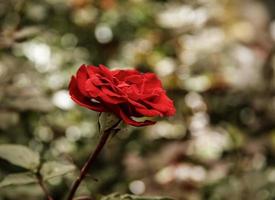 une rose thé rouge photo