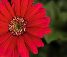 marguerite barberton rouge carmin photo