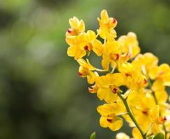 redonne l'orchidée rosea, rhynchostylis coelestis l'orchidée sauvage en Thaïlande photo
