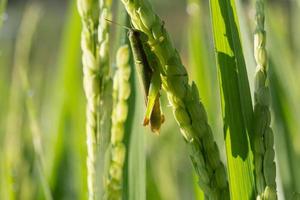 Sauterelle verte sur le riz paddy de l'agriculture de ravageurs photo
