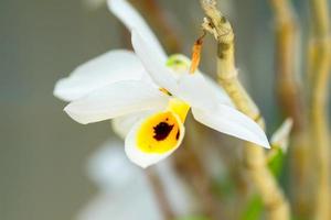Dendrobium bensoniae, orchidacées, Cambodge, Thaïlande, Myanmar