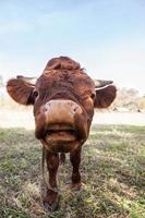 veau dans le pré. photo