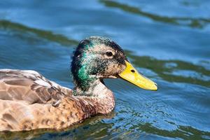 canard nageant dans un étang photo