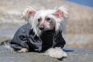 chien chinois à crête.. photo