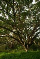 ombre de la canopée des arbres à pluie grand arbre dans la forêt photo