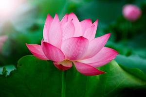 fleur de lotus photo