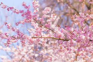 fleur de cerisier, fleurs de sakura photo