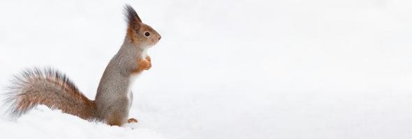 écureuil dans la neige photo