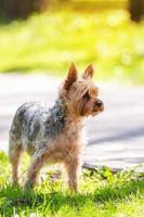 yorkshire terrier joue dans le parc sur l'herbe photo