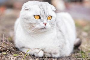 chat gris sur l'herbe. photo