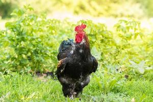 coq sur l'herbe. photo