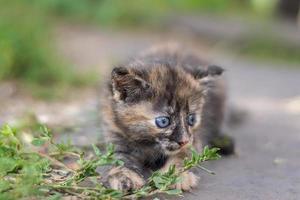 chat assis dans l'herbe. photo