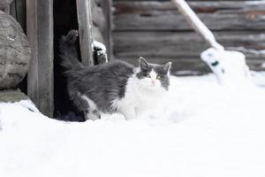 chat gris pelucheux dans la neige photo