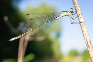 libellule sur un bâton. photo